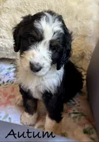 Autumn, a female Bernedoodle for sale in Juliette, GA – 1 of 9
