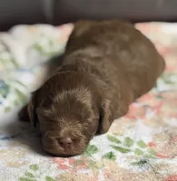 Bentley, a female Cockapoo for sale in Juliette, GA – 7 of 9