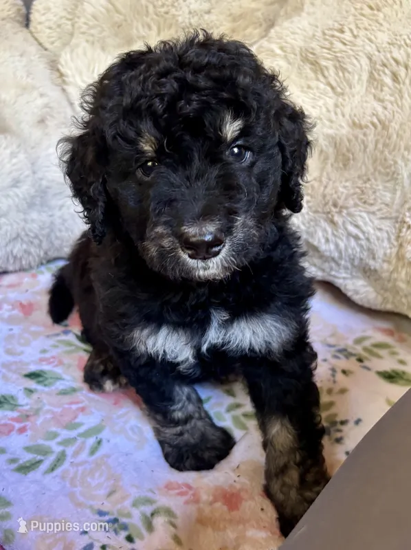 Chai – Bernedoodle puppy for sale in Juliette, GA