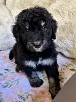 Chai, a male Bernedoodle for sale in Juliette, GA – 1 of 8