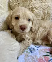 Charger, a male Cockapoo for sale in Juliette, GA – 6 of 9