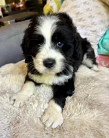 Pumpkin, a male Bernedoodle for sale in Juliette, GA – 4 of 10