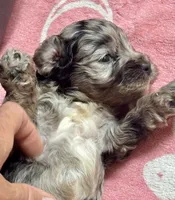 Blazer, a male Cockapoo for sale in Juliette, GA – 4 of 8