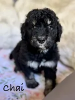 Chai, a male Bernedoodle for sale in Juliette, GA – 5 of 8