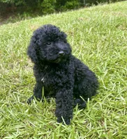 Bristol, a male Cavapoo for sale in Juliette, GA – 7 of 7