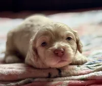 Charger, a male Cockapoo for sale in Juliette, GA – 3 of 10