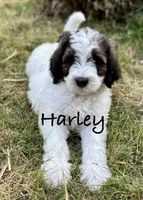 Harley , a male Bernedoodle for sale in Juliette, GA – 2 of 7