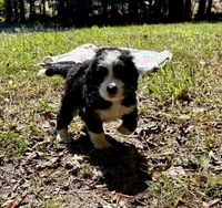 Pumpkin, a male Bernedoodle for sale in Juliette, GA – 9 of 10