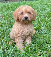 Dallas, a female Cavapoo for sale in Juliette, GA – 7 of 8