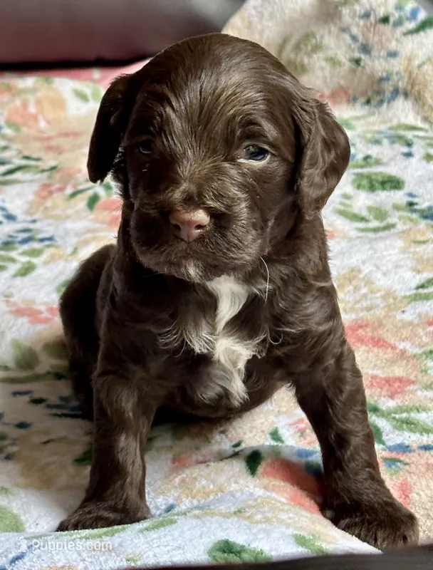 Wrangler – Cockapoo puppy for sale in Juliette, GA