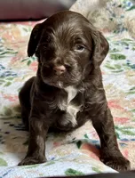 Wrangler, a male Cockapoo for sale in Juliette, GA – 1 of 9