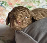 Maserati (Mazzy), a female Cockapoo for sale in Juliette, GA – 2 of 7