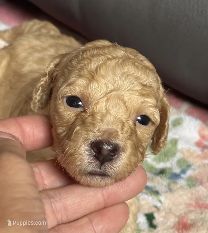 Stella – Cockapoo puppy for sale in Juliette, GA