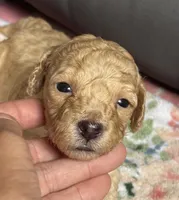 Stella, a female Cockapoo for sale in Juliette, GA – 1 of 9