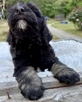 Diesel, a male Bernedoodle for sale in Juliette, GA – 7 of 7