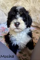 Maple, a female Bernedoodle for sale in Juliette, GA – 3 of 10