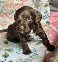Wrangler, a male Cockapoo for sale in Juliette, GA – 8 of 9