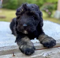 Diesel, a male Bernedoodle for sale in Juliette, GA – 6 of 7