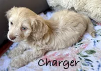 Charger, a male Cockapoo for sale in Juliette, GA – 7 of 9