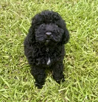 Bristol, a male Cavapoo for sale in Juliette, GA – 4 of 7