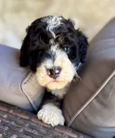 Maple, a female Bernedoodle for sale in Juliette, GA – 5 of 10
