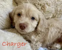 Charger, a male Cockapoo for sale in Juliette, GA – 5 of 9