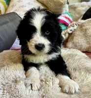 Pumpkin, a male Bernedoodle for sale in Juliette, GA – 10 of 10