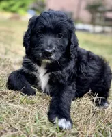 Maverick, a male Bernedoodle for sale in Juliette, GA – 5 of 8