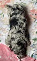 Blazer, a male Cockapoo for sale in Juliette, GA – 7 of 8