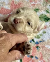Charger, a male Cockapoo for sale in Juliette, GA – 5 of 10