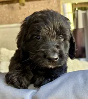 Cider, a male Bernedoodle for sale in Juliette, GA – 3 of 10