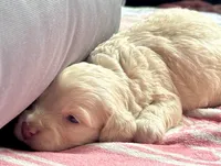 Charger, a male Cockapoo for sale in Juliette, GA – 10 of 10