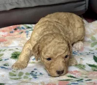 Stella, a female Cockapoo for sale in Juliette, GA – 7 of 9