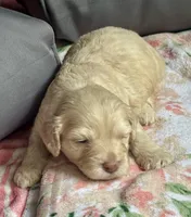 Charger, a male Cockapoo for sale in Juliette, GA – 4 of 10