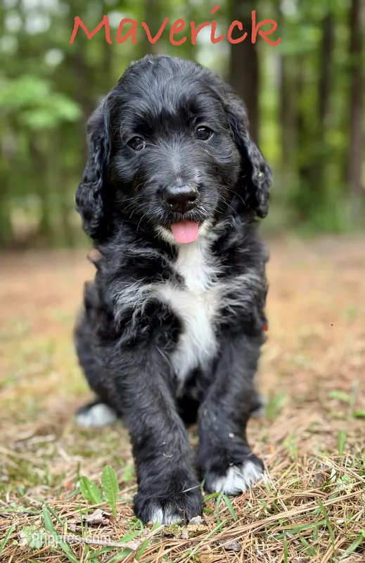 Maverick – Bernedoodle puppy for sale in Juliette, GA