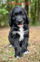 Maverick, a male Bernedoodle for sale in Juliette, GA – 1 of 8