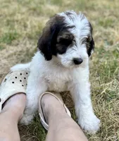 Harley , a male Bernedoodle for sale in Juliette, GA – 4 of 7