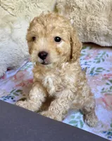 Stella, a female Cockapoo for sale in Juliette, GA – 2 of 9