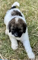 Koby, a male Bernedoodle for sale in Juliette, GA – 8 of 9