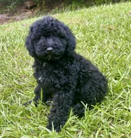 Bristol, a male Cavapoo for sale in Juliette, GA – 5 of 7