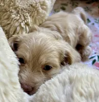 Charger, a male Cockapoo for sale in Juliette, GA – 4 of 9