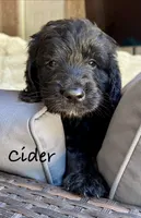 Cider, a male Bernedoodle for sale in Juliette, GA – 2 of 10