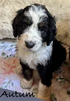 Autumn, a female Bernedoodle for sale in Juliette, GA – 4 of 9