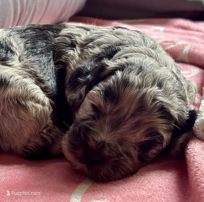 Blazer – Cockapoo puppy for sale in Juliette, GA