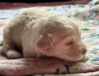 Charger, a male Cockapoo for sale in Juliette, GA – 9 of 10