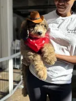 Ellie, a female Bernedoodle for sale in Juliette, GA – 5 of 9