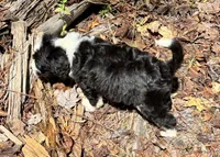 Pumpkin, a male Bernedoodle for sale in Juliette, GA – 8 of 10