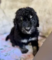 Chai, a male Bernedoodle for sale in Juliette, GA – 4 of 8