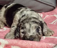 Blazer, a male Cockapoo for sale in Juliette, GA – 6 of 8