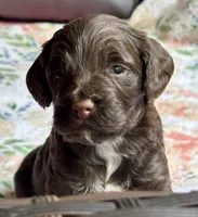 Wrangler, a male Cockapoo for sale in Juliette, GA – 2 of 9